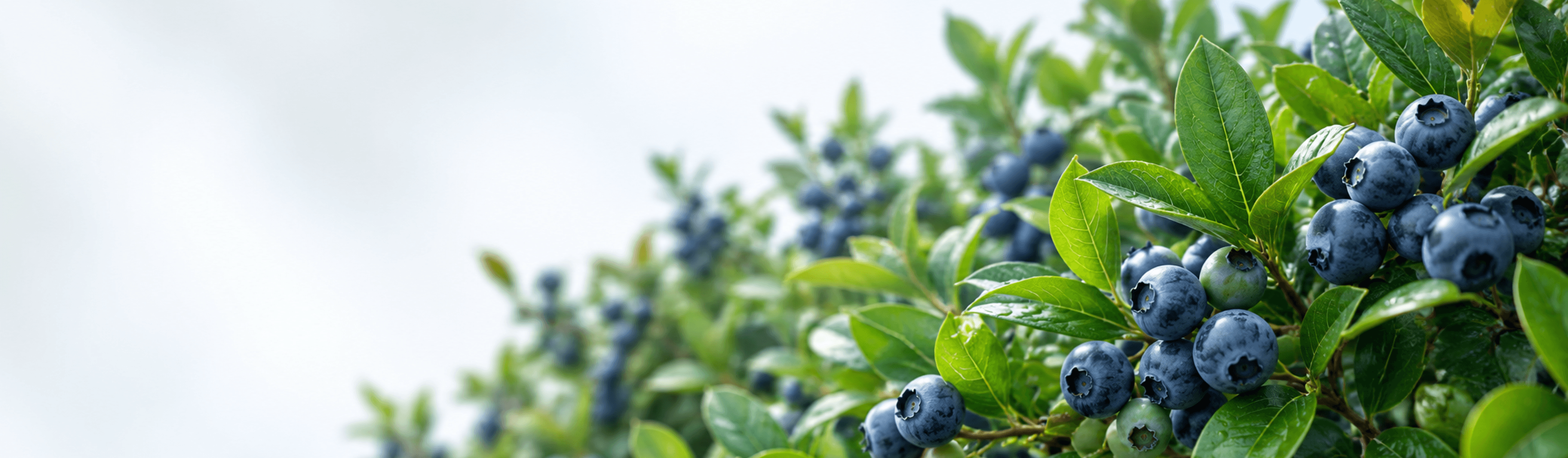 Growing What's Next - Fungani Farm Orchards