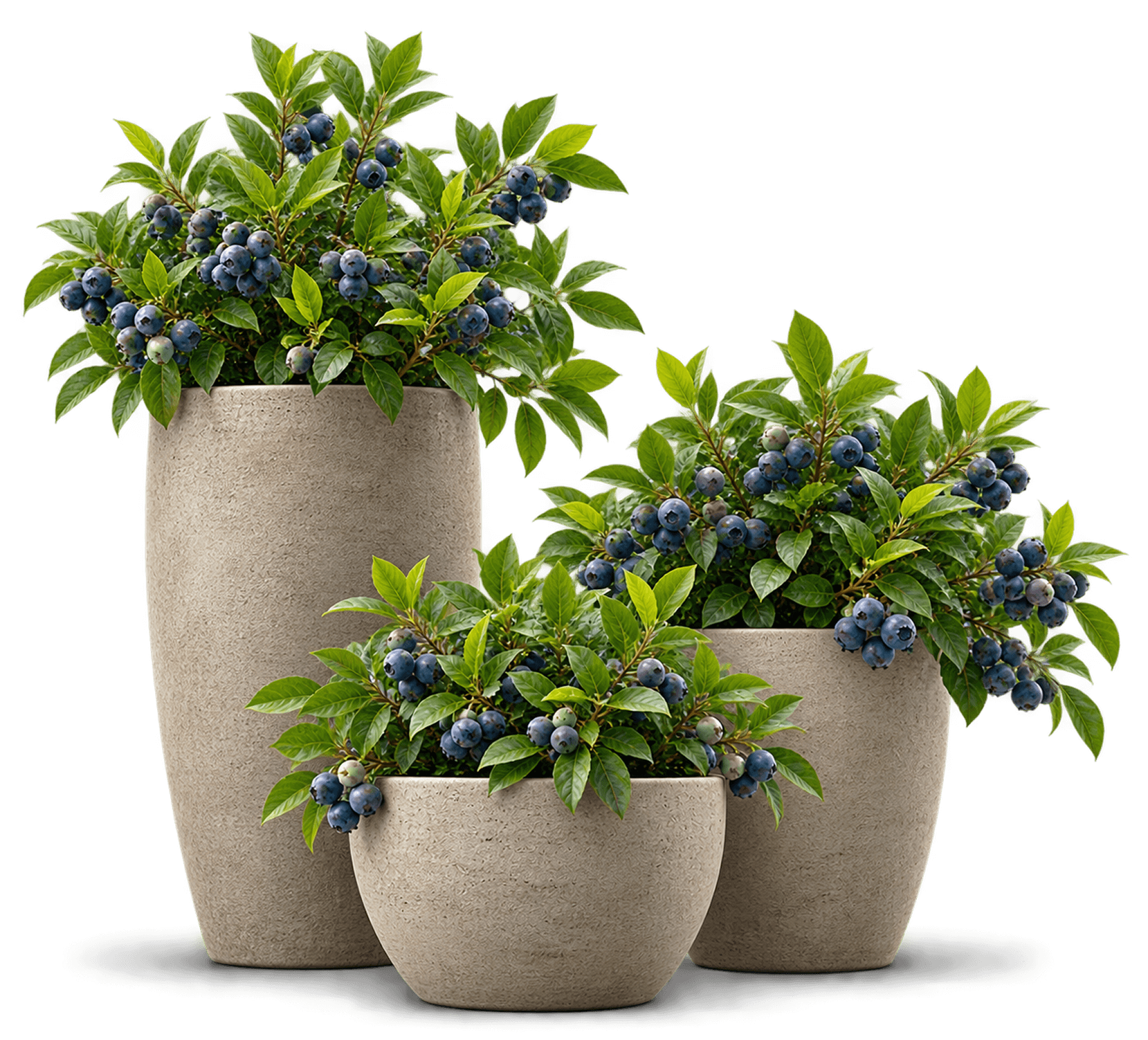Potted Plants 20% Discount Offer