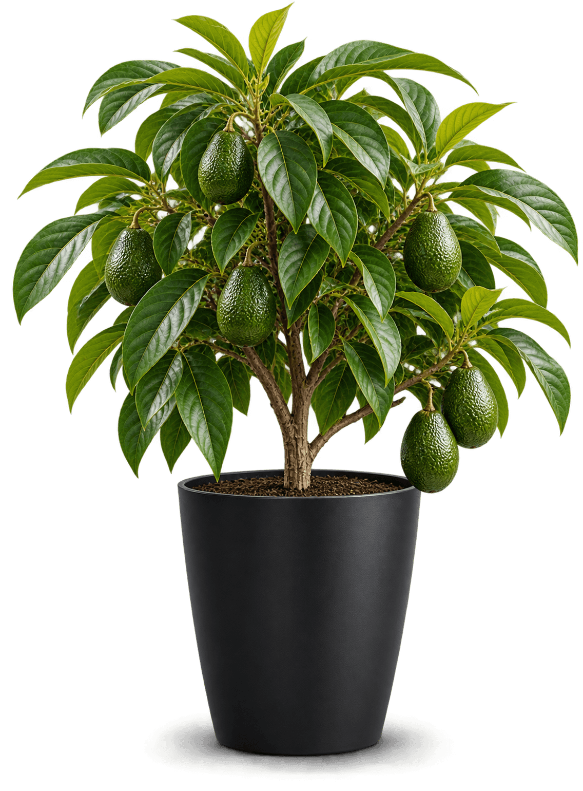 Avocado nursery plant