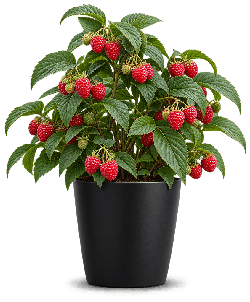 Raspberry nursery plant
