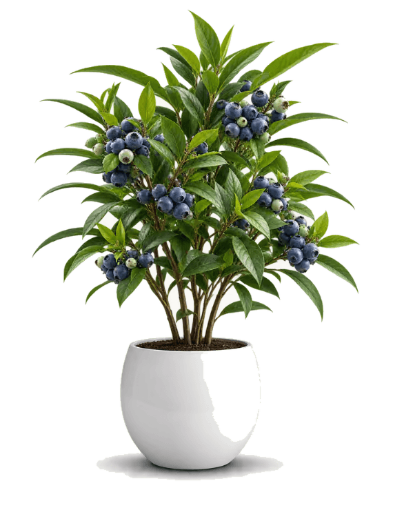 3D Blueberry Potted Plant