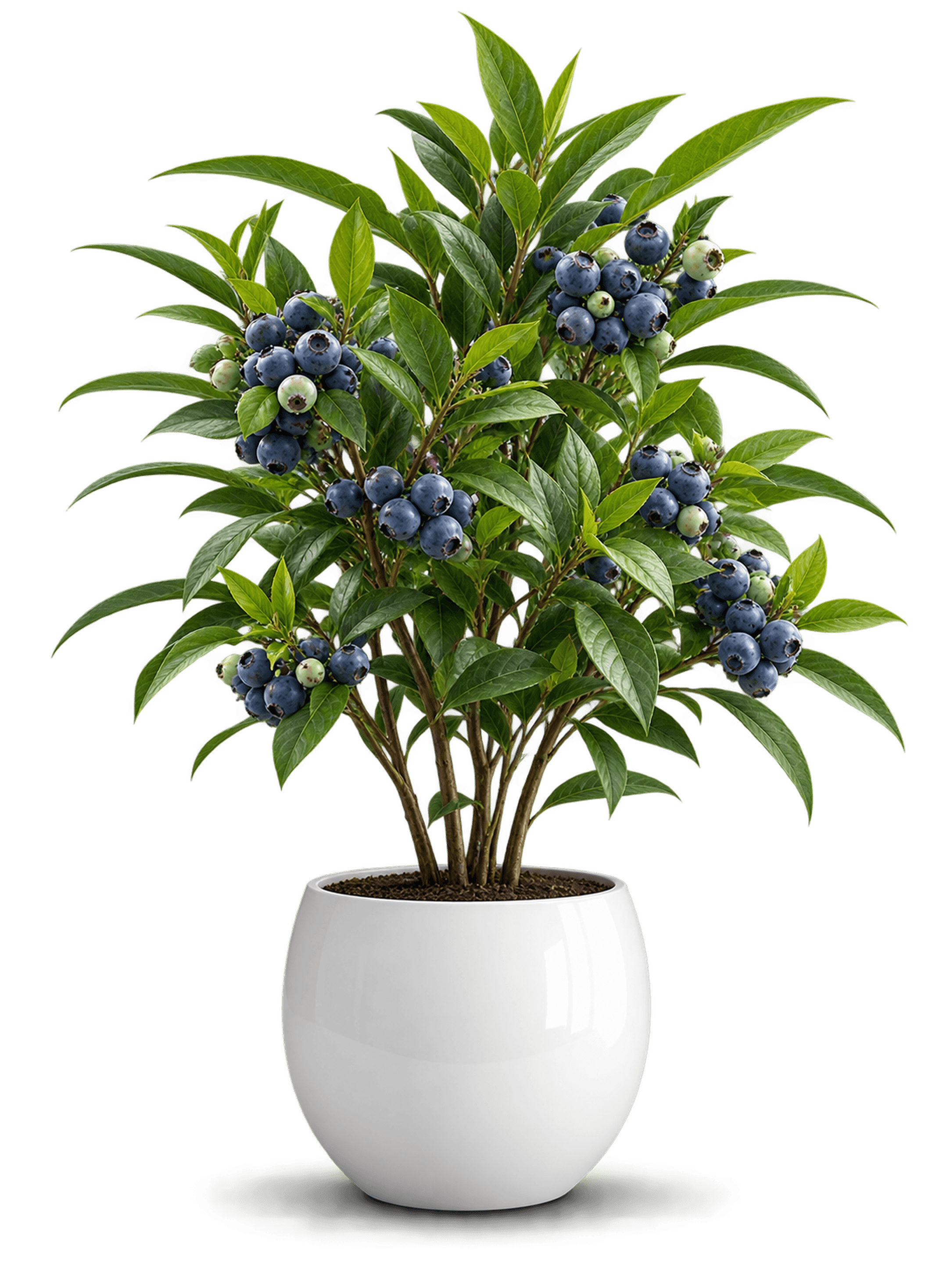 Fungani Farm Potted Blueberry Plant