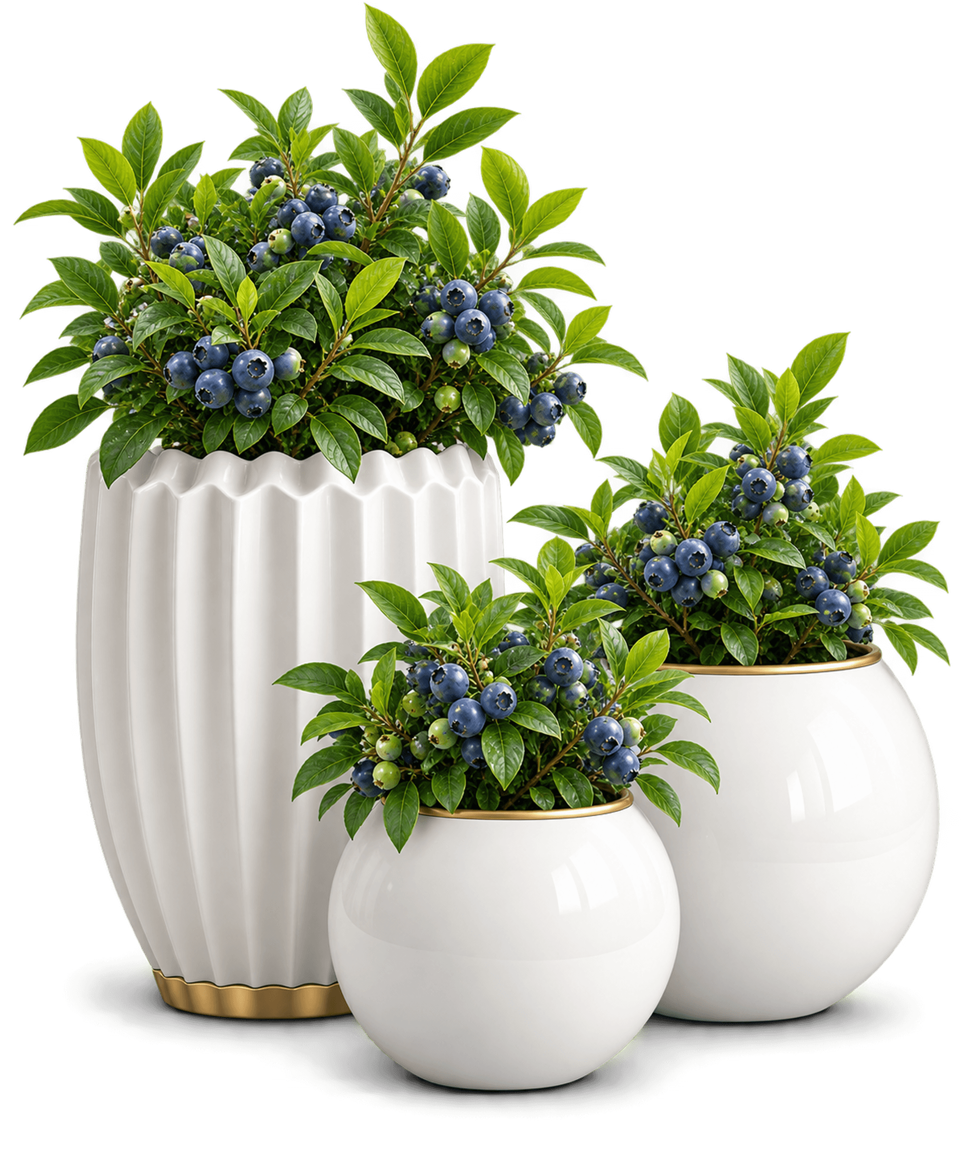 Blueberry Potted Paradise Plant